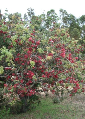 Schotia afra